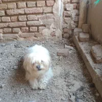 سلام ۲سال هست|سگ|خسروشاه, |دیوار