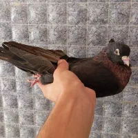 جفت کبوتر ابادانی