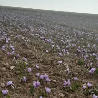 زمین کشاورزی در روستای بوژمهران
