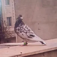 کفتر|پرنده|تهران, باغ فیض|دیوار