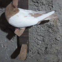 چند کفتر رنگی،زاغ|پرنده|بندر ماهشهر, |دیوار