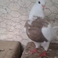 یک جفت طوقی
