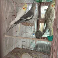 ۴ جفت عروس هلندی مولد