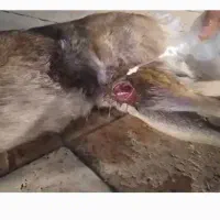 دامپزشک سیار درمحل شما