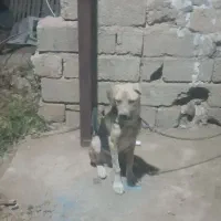 سگ پژدر|سگ|شیراز, شهرک گلها|دیوار