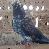 کفتر پرشی|پرنده|تهران, یاخجی آباد|دیوار