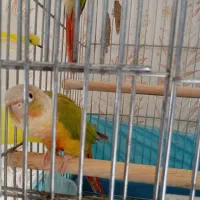 طوطی گرینچیک|پرنده|رفسنجان, |دیوار