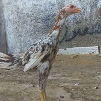 خروس لاری سه ماهه افغان|حیوانات مزرعه|اصفهان, هفتون|دیوار