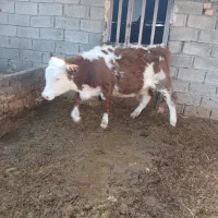 دوعدد گوساله سیمینتال ماده