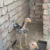 اسباب بازی