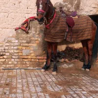 اسب‌مادیون‌