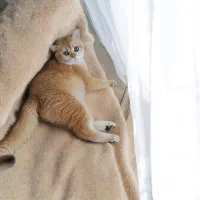 جفتگیری گربه بریتیش گلد ny12واقعی