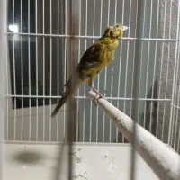 قناری نر و ماده|پرنده|شیراز, شهرک والفجر|دیوار