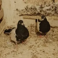 کبوتر سینه ای کله ای دم سیاه سرور|پرنده|صائین قلعه, |دیوار