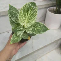 گل اپارتمانی برکه|گل و گیاه طبیعی|یزد, |دیوار