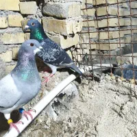 پلاکی دستگیری