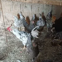 تخمرغ نطفه دار