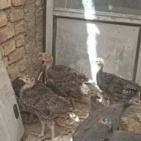 جوجه محلی شاخدار و بوقلمون
