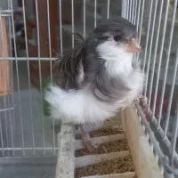 فروش قناری|پرنده|الوند, |دیوار