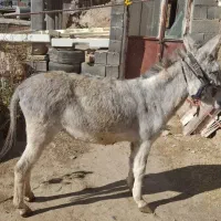 الاق|حیوانات مزرعه|فلارد, |دیوار