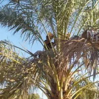 استخدام باغبان