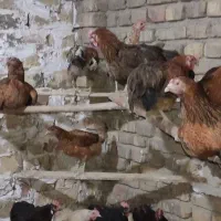 ۷۰تامرغ تخم گذار همه تازه به تخم اومدن|حیوانات مزرعه|قم, انسجام|دیوار