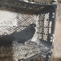 کبوتر‌قنار