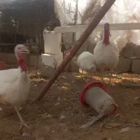 تخم نطفه دار بوقلمون