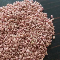 گندم کوهدشت گواهی شده