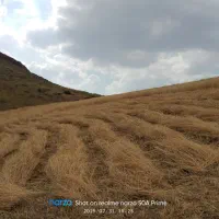 کاه گندم خرمن‌کوب گونی شده