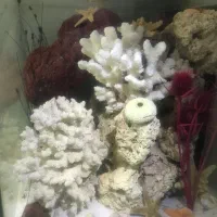 اکواریوم با تمامی مرجانهای شاخه ای و سرخ