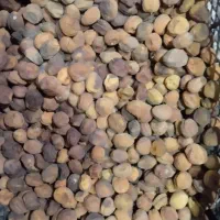 زردآلو تازه امسال|خوردنی و آشامیدنی|انگوران, |دیوار