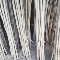 نهال صنوبرنیگرااصل|خدمات باغبانی و درختکاری|ماکو, |دیوار