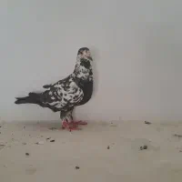 کبوتر