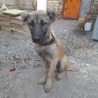 واگذاری سگ افغان