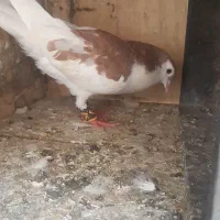کبوتر گم