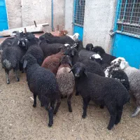 بره بره|حیوانات مزرعه|جوادآباد, |دیوار