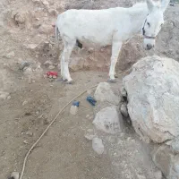 آدرس بابا میدان انجیره|حیوانات مزرعه|رستم, |دیوار