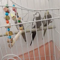 عروس‌‌ هلندی‌.وایت فیس.گل باقالی.ابلغ|پرنده|پاکدشت, پاکدشت (مامازند)|دیوار