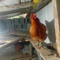 مرغ و خروس محلی