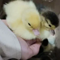 جوجه اردک روسی