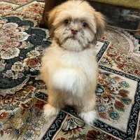 سگ آپارتمان خانگی|سگ|تهران, جوادیه تهرانپارس|دیوار