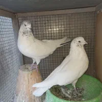 یجفت نروماده کله ای