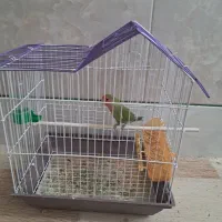 فروش جفت عروس هلندی و طوطی برزیلی