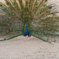 فروش طاووس های مولد