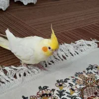 عروس هلندی|پرنده|دزفول, |دیوار