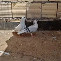کفتر کبوتر