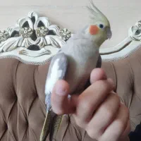 عروس هلندی ماده