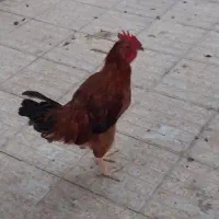 تعدادی خروس