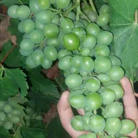 غوره قریو